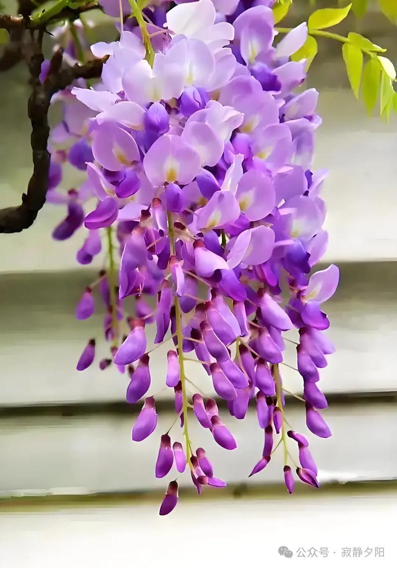 紫色花卉图片大全缩略图