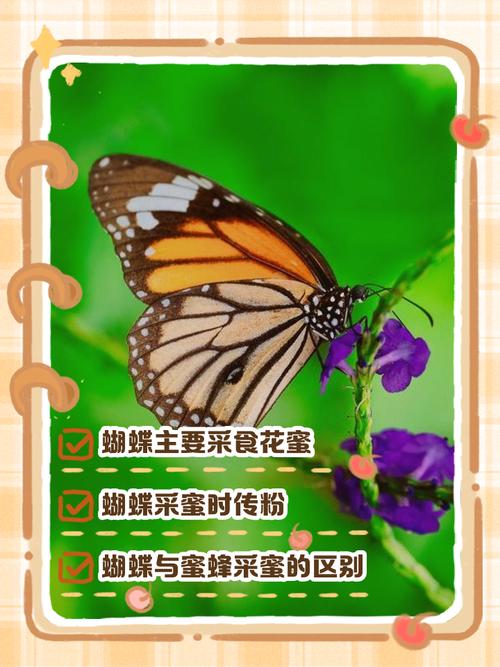 蝴蝶采花粉还是采蜜游戏截图