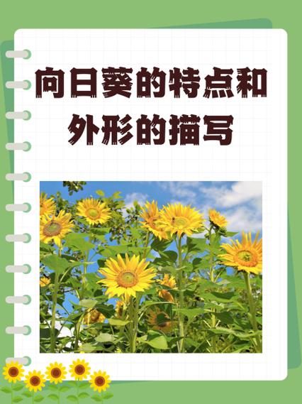 向日葵什么特点缩略图
