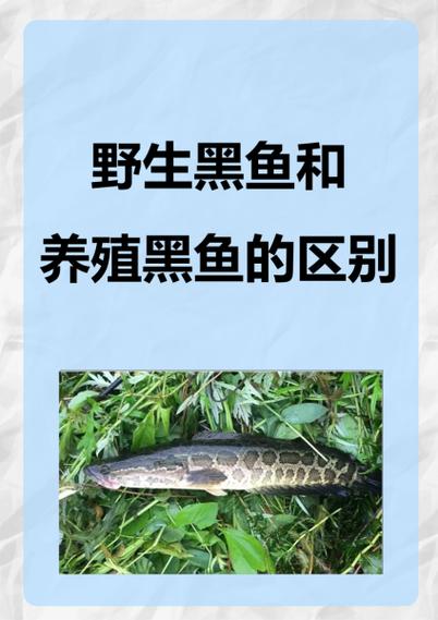 黑鱼有鱼鳞吗能吃吗缩略图