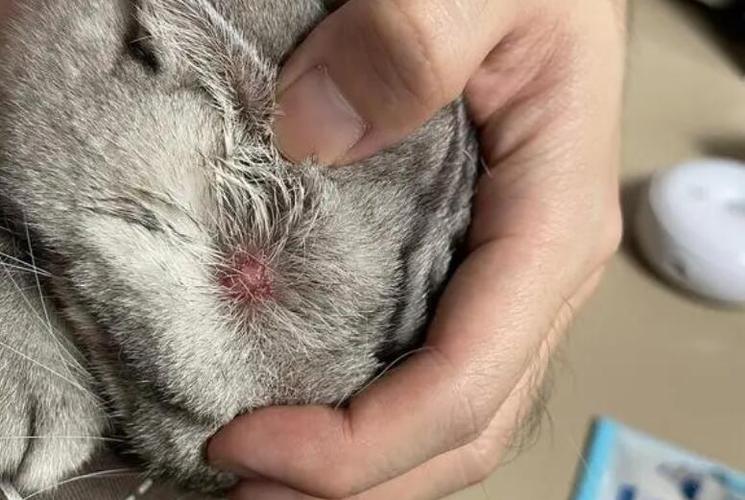 猫咪脖颈处摸到一个疙瘩缩略图