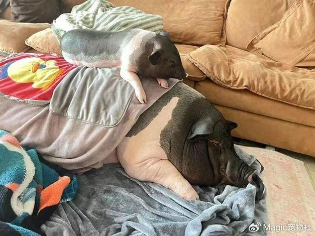 把猪当宠物养缩略图