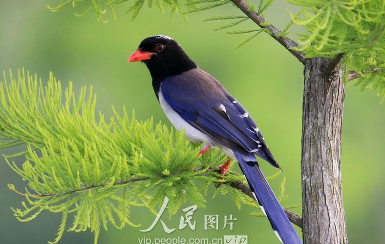 长尾喜鹊游戏截图
