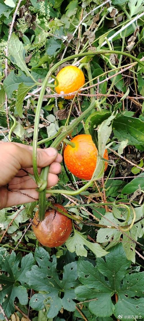肿瘤中药治疗常用草药缩略图