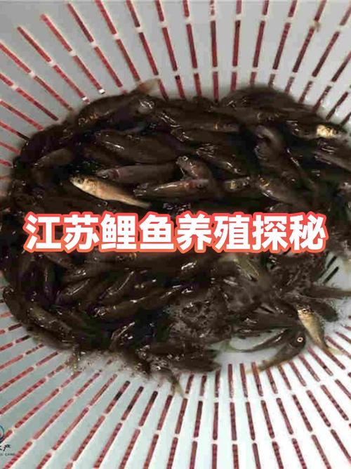 鲤鱼肚子里的鱼子能吃吗游戏截图