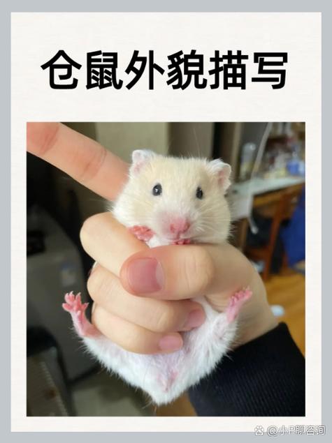 仓鼠的寿命是人的几岁缩略图