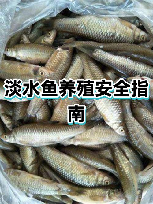 剩下的鱼肉隔夜能吃吗缩略图