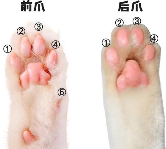 猫肉垫的作用缩略图