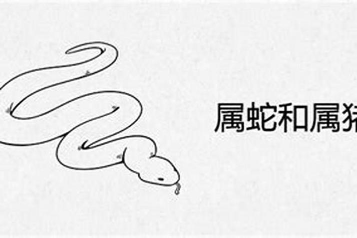 属猪和属蛇能做夫妻吗缩略图