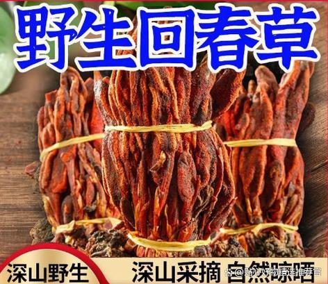 回春草的功效壮阳图片缩略图