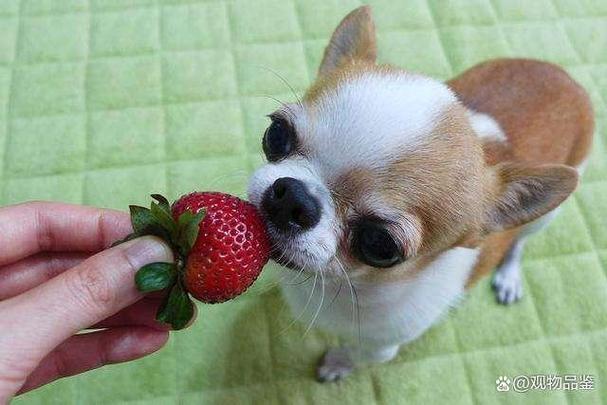 小狗能吃草莓吗缩略图