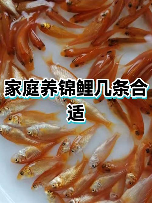 养一条锦鲤好吗缩略图