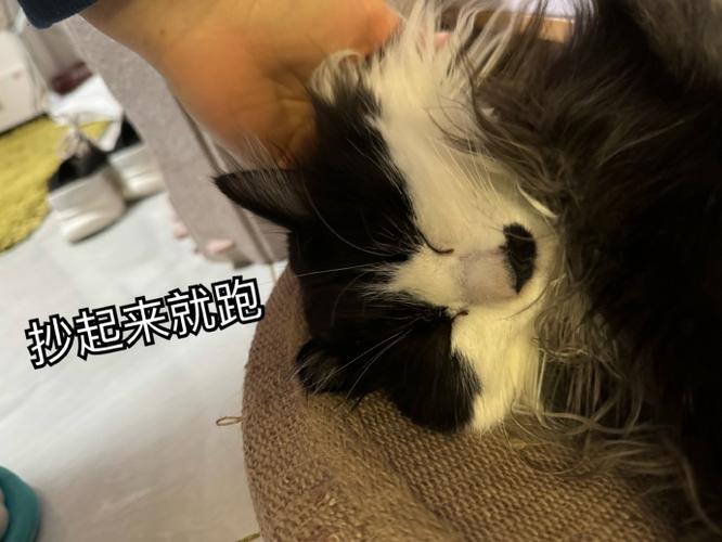 猫咪APP官方网站入口缩略图