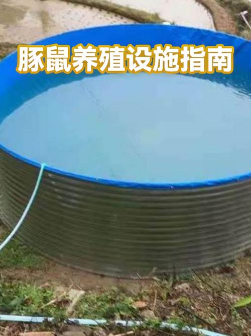 豚鼠养殖是真的吗缩略图