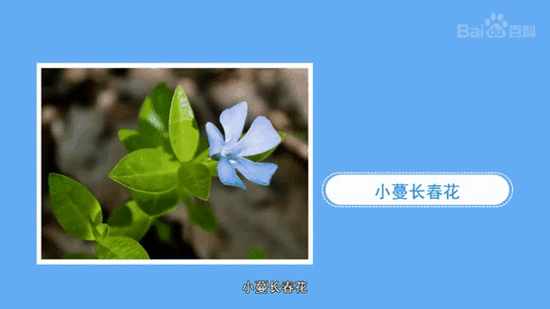 长春花品种大全缩略图