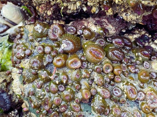 常见的海葵品种缩略图