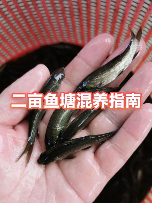 二亩地养锦鲤挣钱吗游戏截图