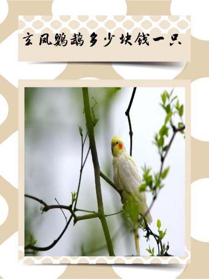 鹦鹉玄凤多少元一只缩略图
