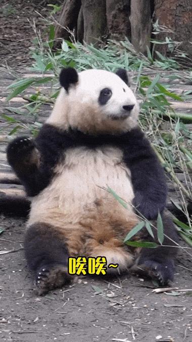 喊你花缩略图