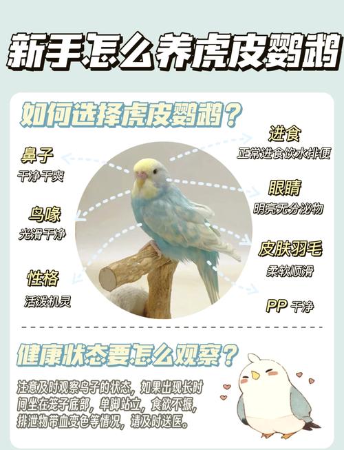 虎皮鹦鹉单养好还是养一对缩略图