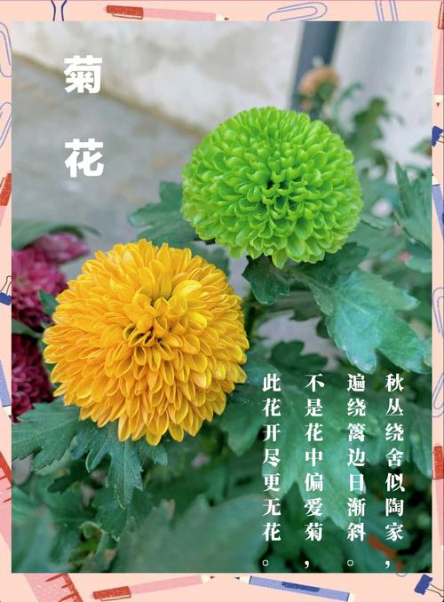 菊花版缩略图