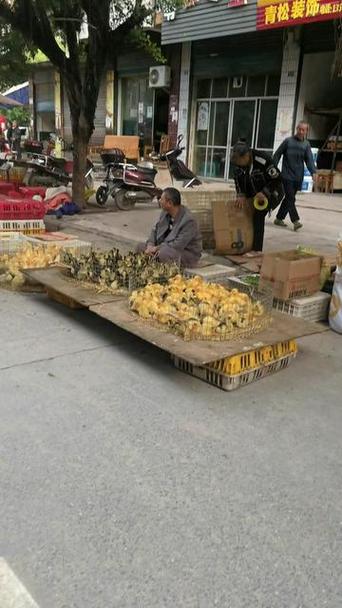 离我最近的鸡苗批发市场缩略图