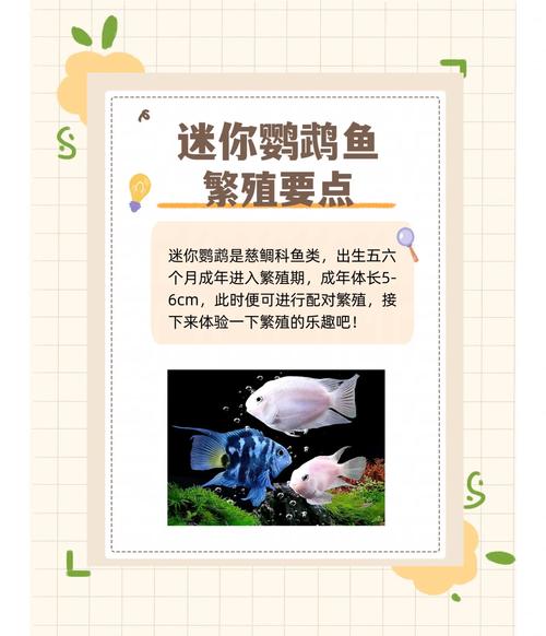 迷你世界养鱼怎么繁殖缩略图