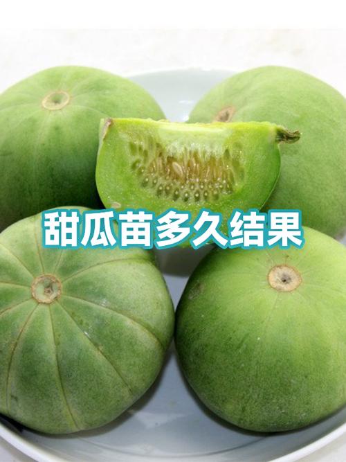 甜瓜种子哪个品种最好缩略图