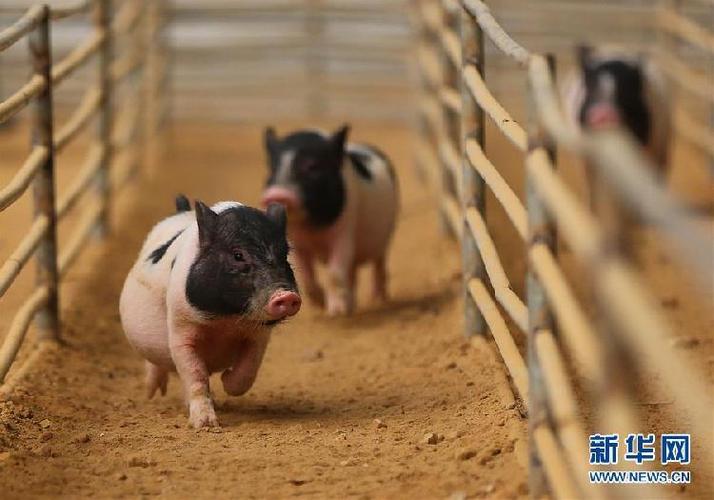 小猪快跑赚钱软件下载图标