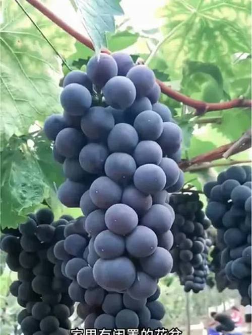 巨峰葡萄树游戏截图