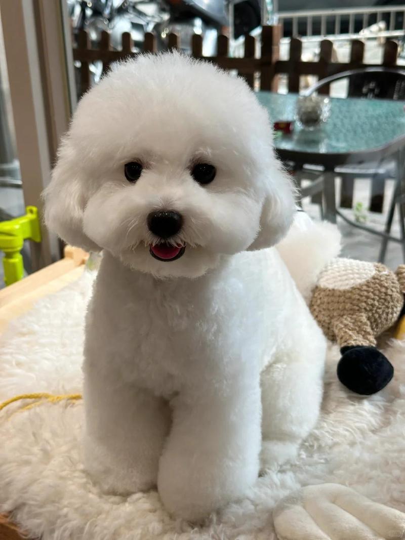 正宗比熊犬图片缩略图