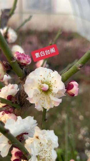 白色梅花是什么品种缩略图