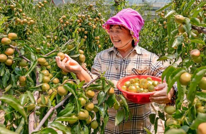 中国红枣第一县缩略图