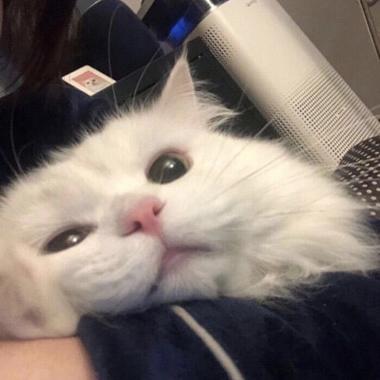 Kitty头像成熟截图