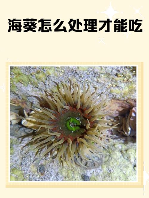 中国常见海葵缩略图
