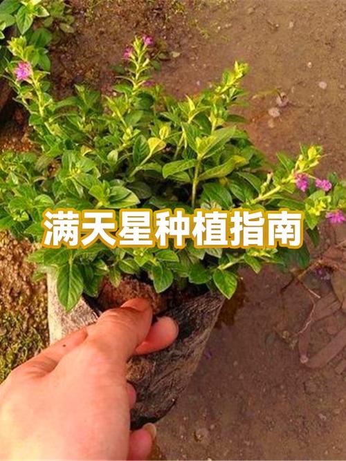 漫天星和满天星区别游戏截图