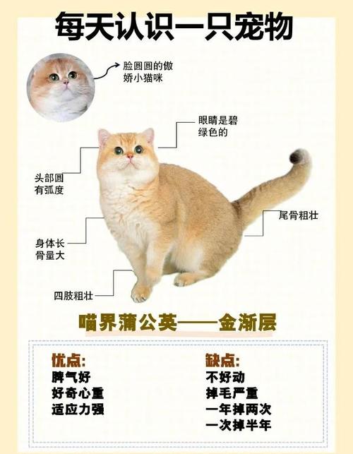 猫金渐层价格缩略图