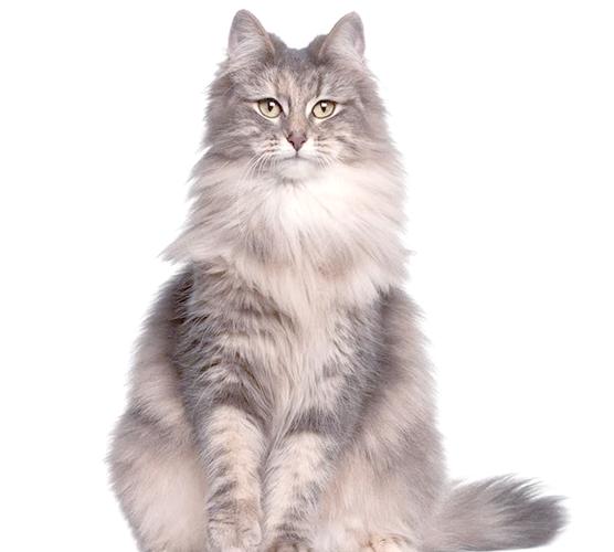 猫有几种品种缩略图