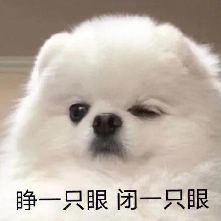 狗狗表情包大全缩略图