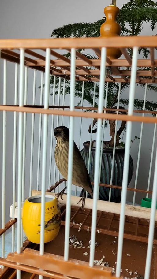麻料鸟叫声声大全缩略图