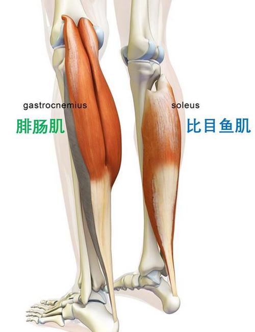 怎样锻炼小腿肌肉缩略图