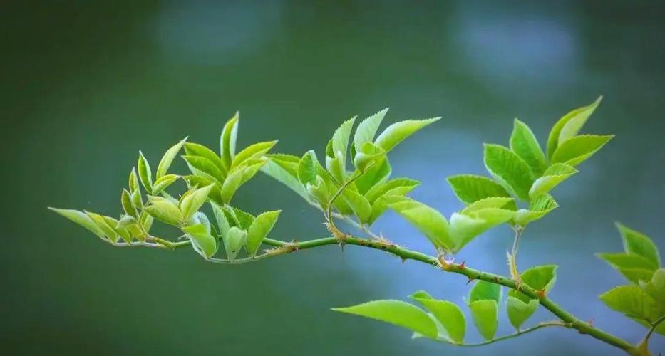 竹叶和桑叶可以一起熬水喝吗缩略图