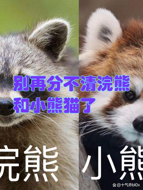 小浣熊与小熊猫缩略图