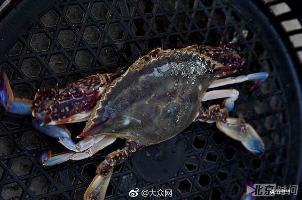 母螃蟹切开全是黑色的游戏截图