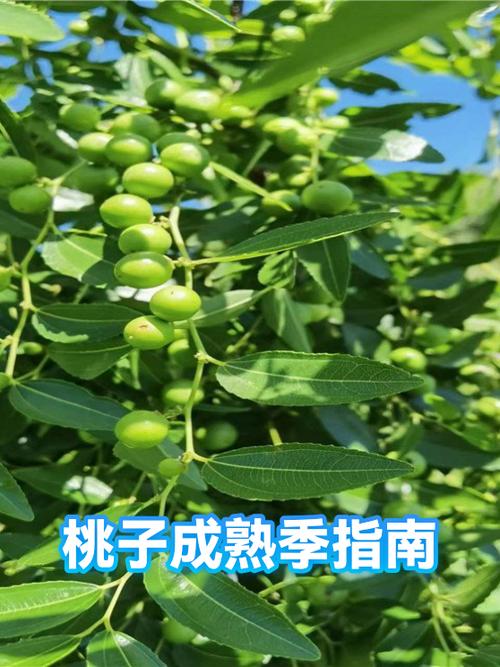桃子几月吃最好游戏截图