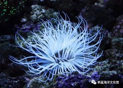 海菊花的图片游戏截图