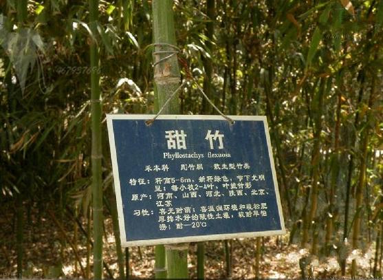 甜竹长什么样子图片缩略图