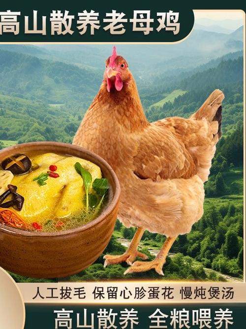 老母鸡怎么炖好吃游戏截图