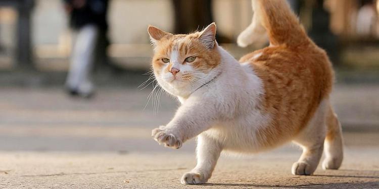 猫步走路挣钱游戏截图