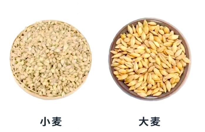 啤酒大麦好还是小麦好缩略图